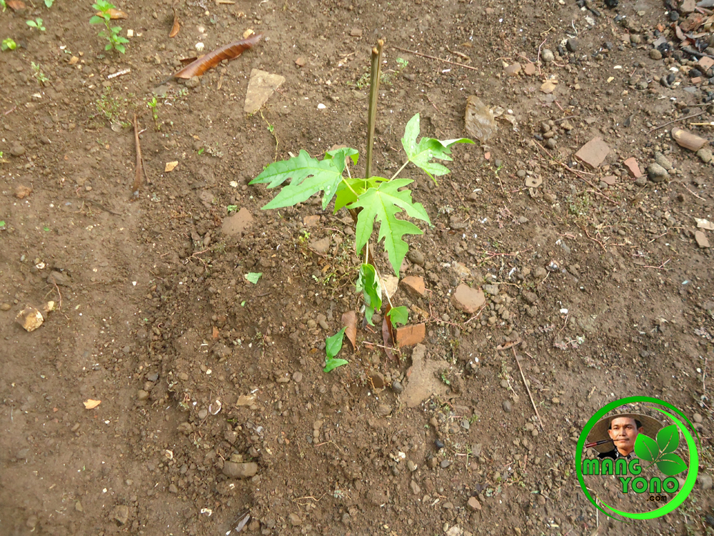 Menanam pepaya di kebun belakang rumah