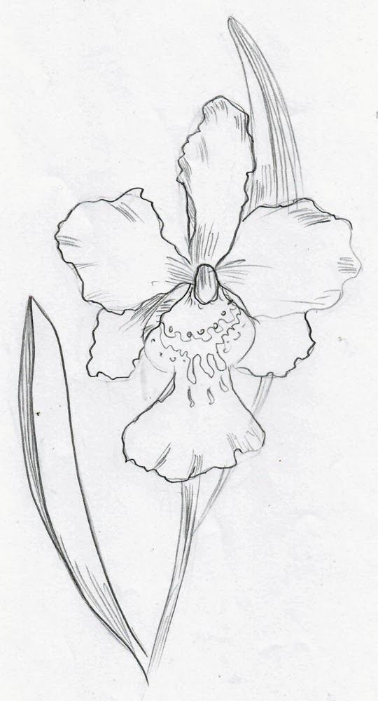 Weekly : Doodles and tuts: How to draw an Orchid: Links and conclusions