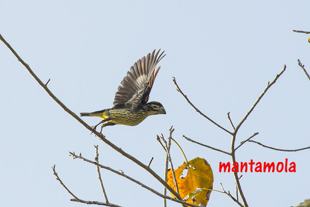 Spotted-winged Grosbeak