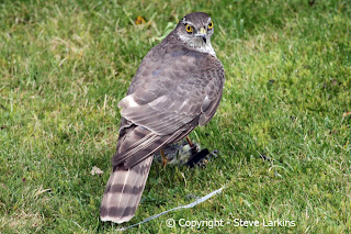 Sparrowhawk kills Blue Tit