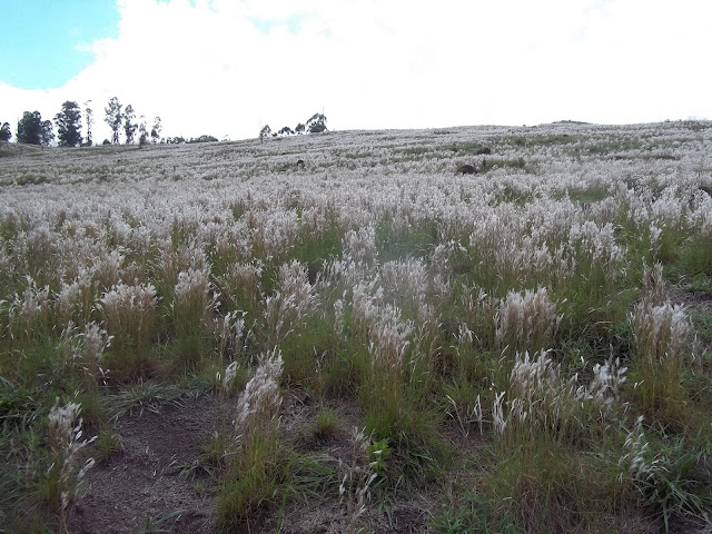 jardinagem-capim-colchão-andropogon-leucostachyus-plantas-ornamentais-nativas