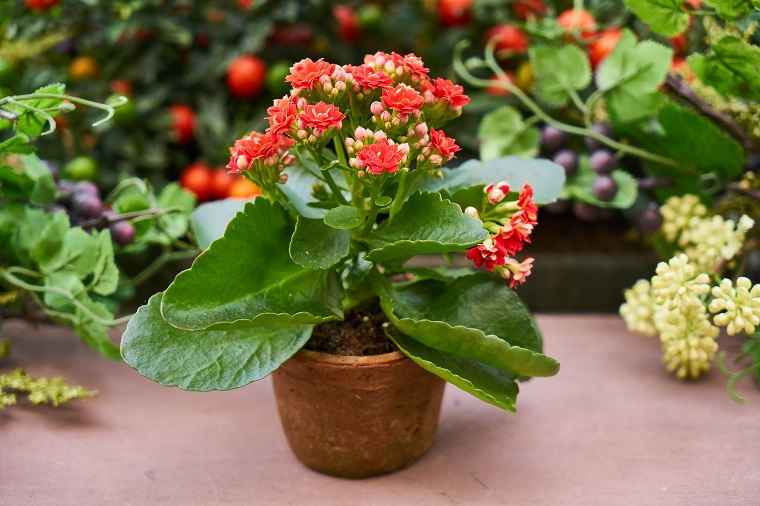 How to Care for Kalanchoe Flower
