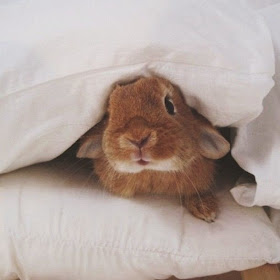 Funny animals of the week - 9 May 2014 (40 pics), cute animals, animal photos, cute bunny under a pillow