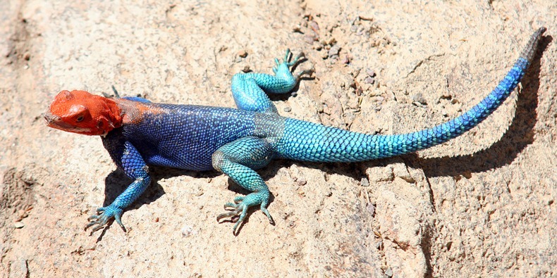 agama-mwanza-5