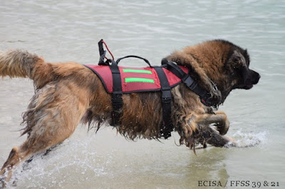 Chien Sauveteur Aquatique  JD Amet Photographie Jura