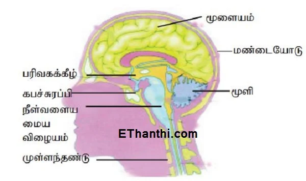 நம்முடைய மூளையை பாதிக்கும் விஷயங்கள் சில !