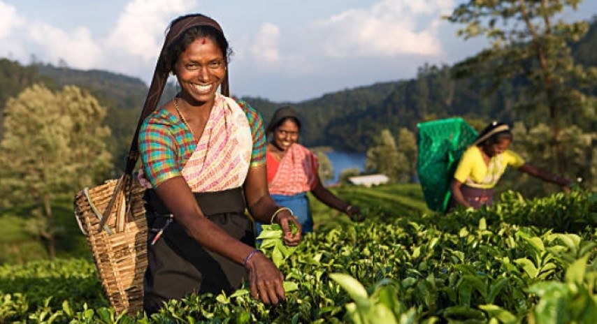 sri-lanka-tea