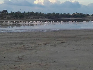 flamingoes on Larnaka Salt Lake