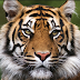 About tiger