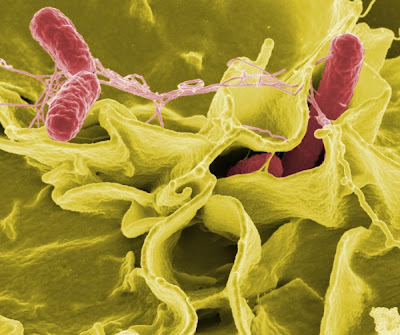 Salmonella Enterica