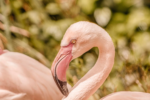 zoo pistoia fenicotteri rosa italia