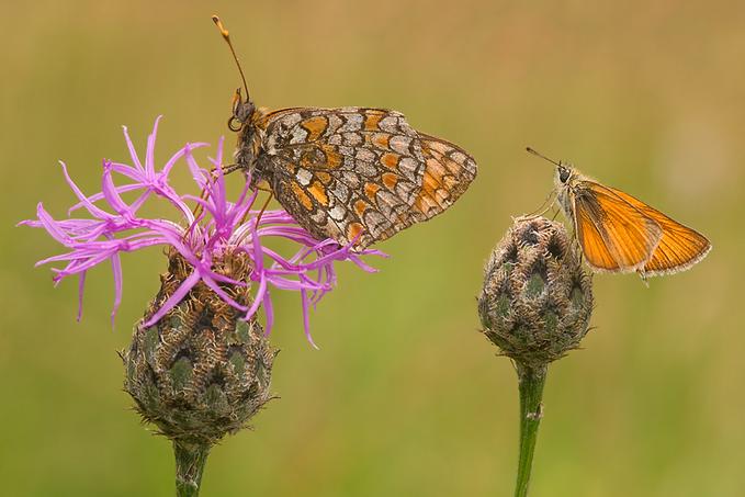 Insectos Sorprendentes