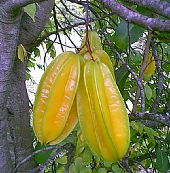 buah belimbing