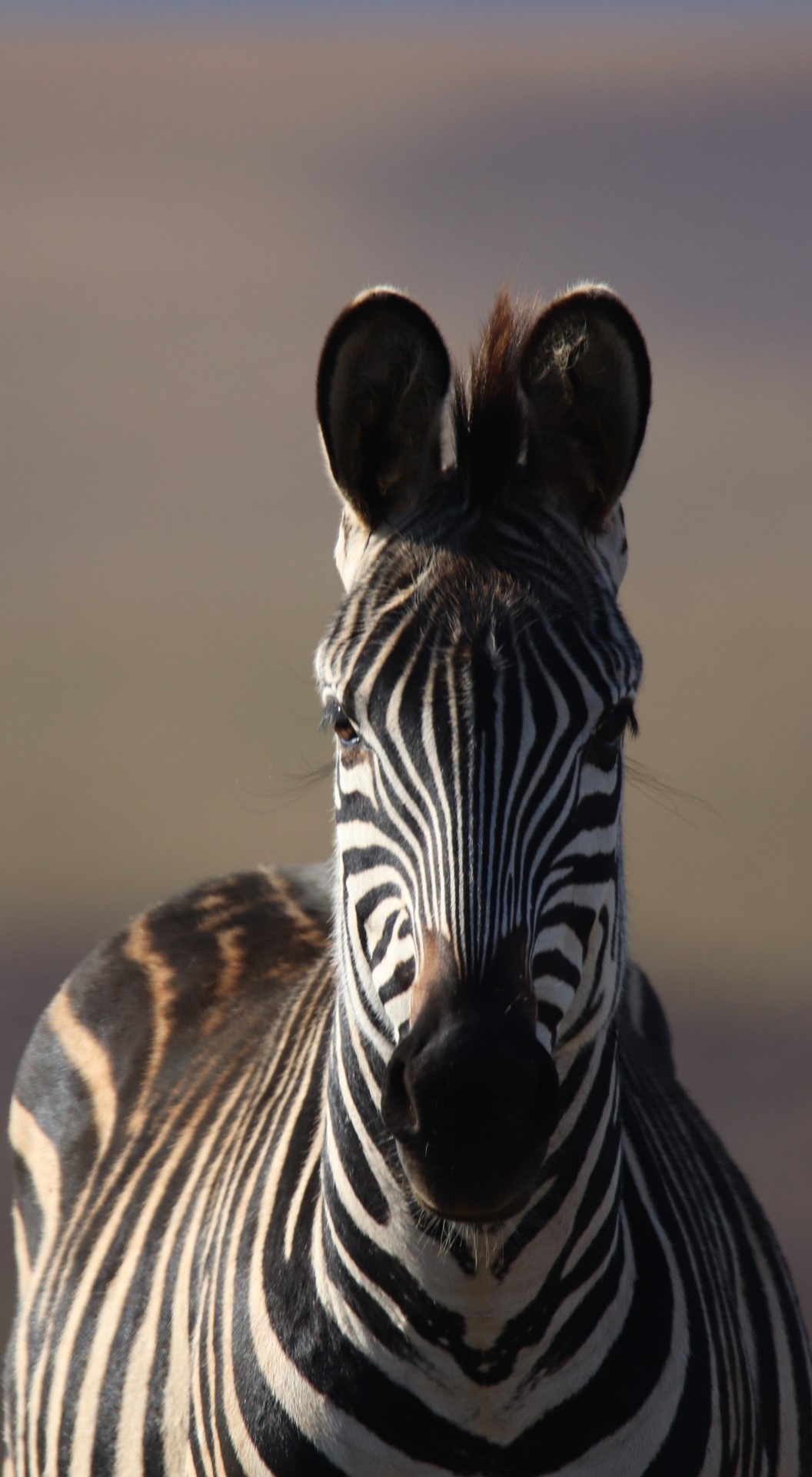 A majestic zebra stare.