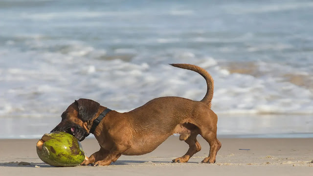 Dog playing with coconut