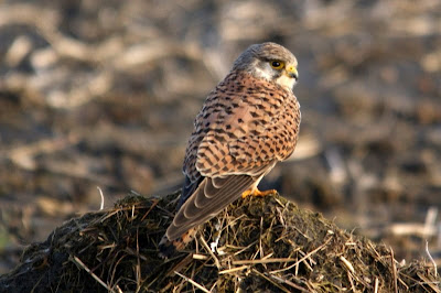 Reade Wikel - Torenvalk - Falco tinnunculus