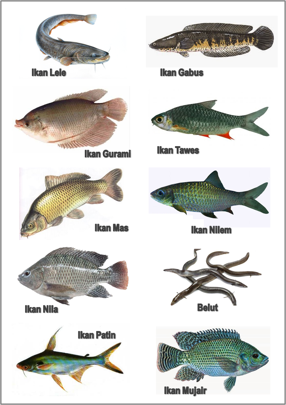 Short Rods Jenis jenis ikan the type of fish