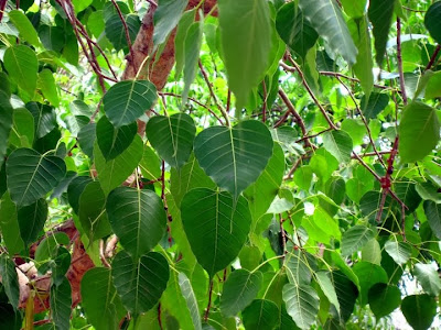 Peepal, Ficus religious
