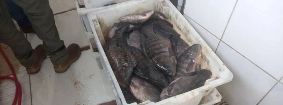 Peixes mortos dentro de uma caixa de plastico branca