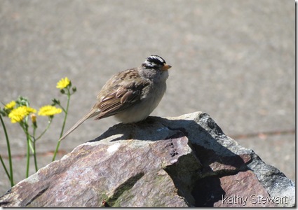 one of the adults