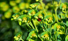 Ladybug | Atlanta Botanical Garden