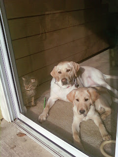 Qena, Egypt and Bob laying in front of the patio door waiting for us to get back.