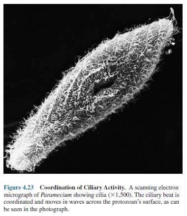 Coordination of Ciliary Activity. A scanning electron micrograph of Paramecium showing cilia