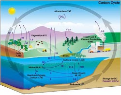 Siklus Karbon (Carbon Cycle)