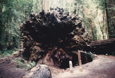 Dyerville Giant on March 19, 1992