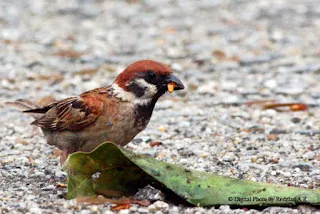 House Sparrow