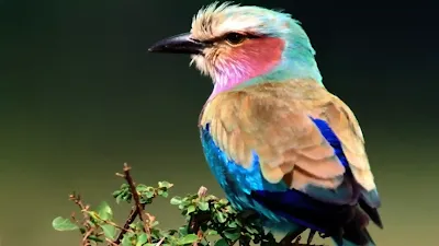 طيور الكناري