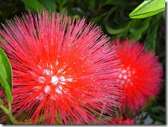 Calliandra inaequilatera1