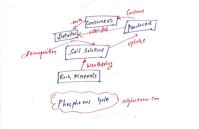 Phosphorus cycle