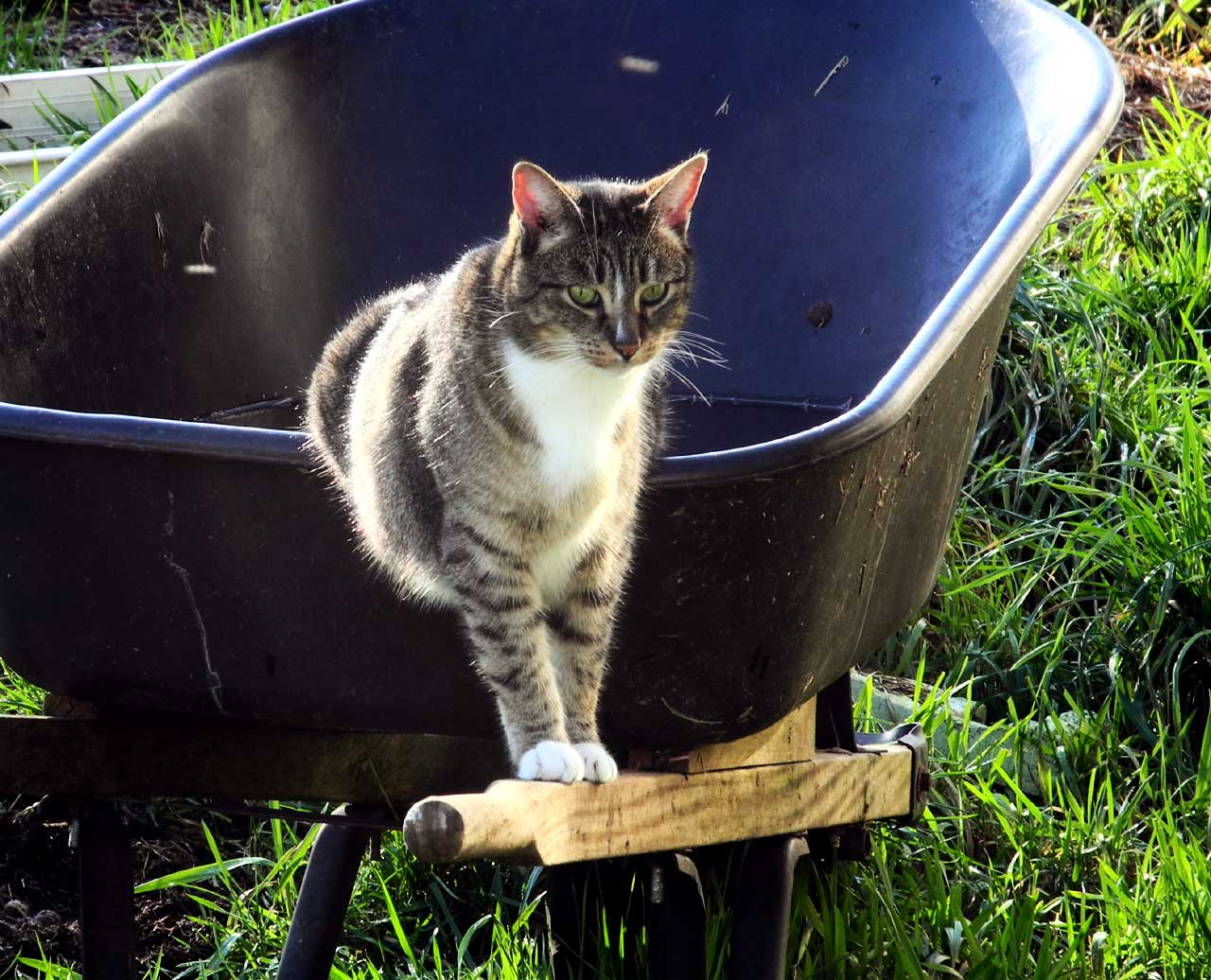 Posing majestically on the handle of a wheelbarrow, it's Widget the ...