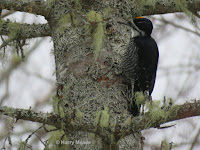 Black-backed Woodpecker on Conf. Trail, off Souris Line Rd. – PEI, Apr. 1, 2018 – Harry Meade