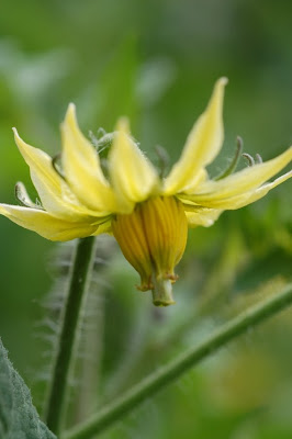 Hillbilly tomato blossom, close-up