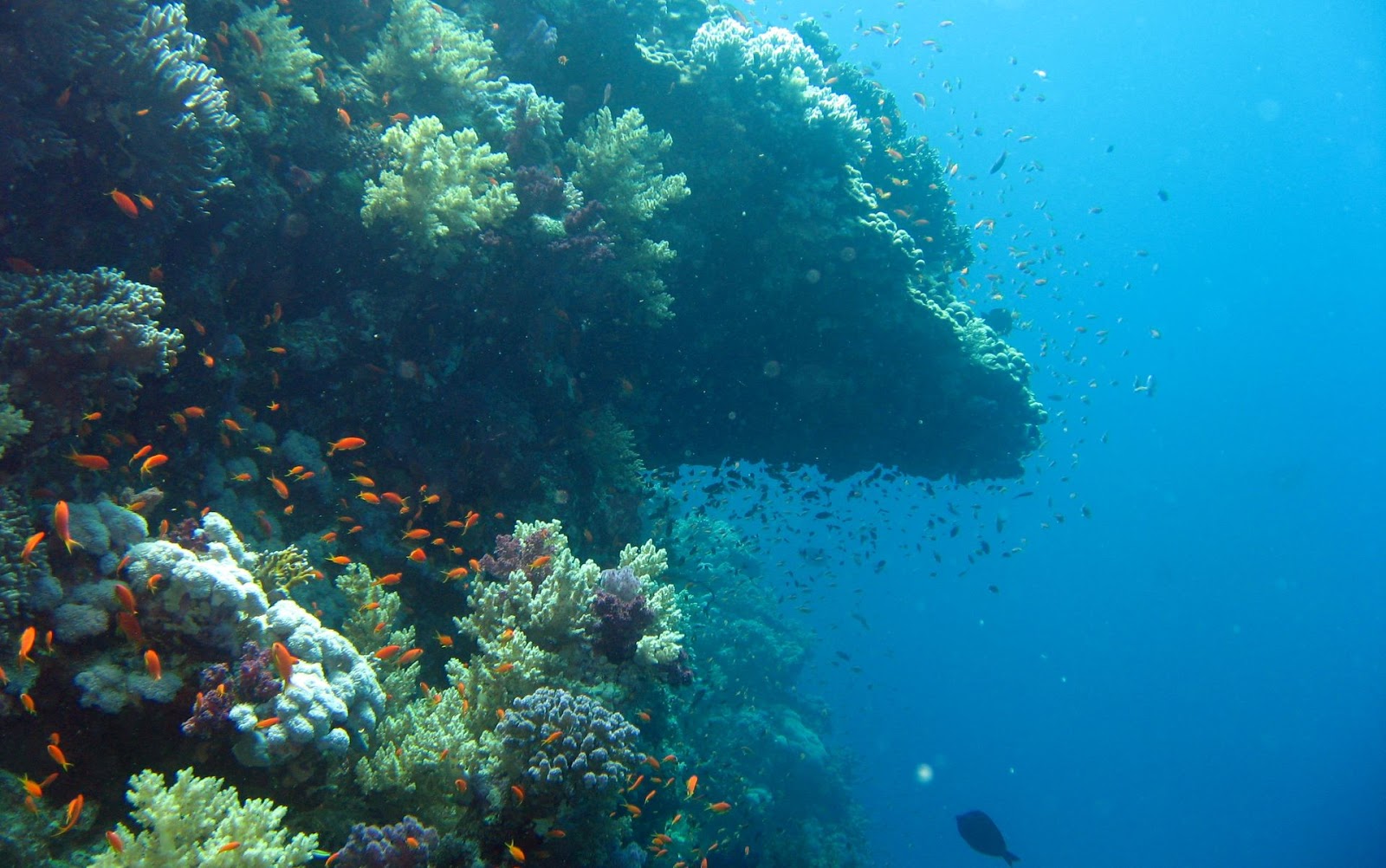 Scuba Diving destinations in India