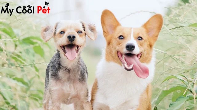 Lucky Dog Pet