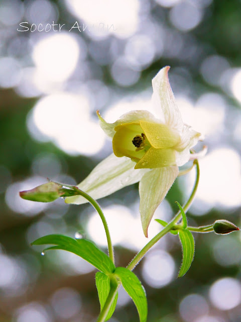 Aquilegia buergeriana