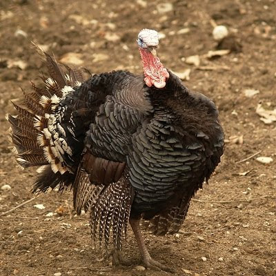 Maschio di Tacchino Bronzato dei Colli Euganei. Foto di Andrea Mangoni.