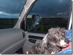 Skruffy during Storm near Winslow