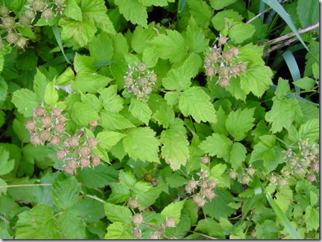 Mmmm! Raspberries Coming!