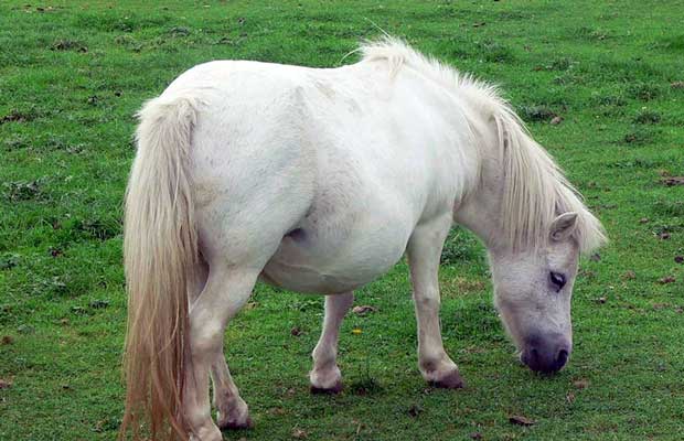 20 Fakta Menarik Tentang Kuda Hewan Dengan Susunya yang 