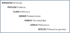 Ptilosarcus gurnei, a species in the genus Ptilosarcus, family Pennatulidae, Order Pennatulacea, Class Anthozoa, Phylum Cnidaria, Kingdom Animalia