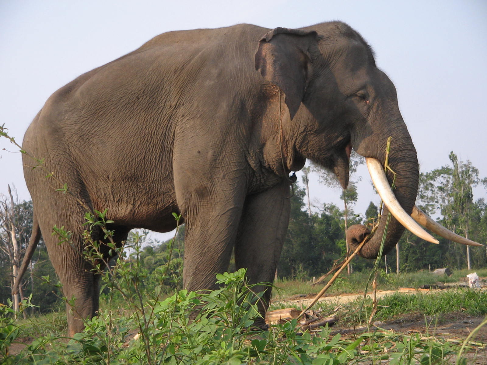 Best seller Books Tahukah Anda Gajah Makan 20 Jam Sehari