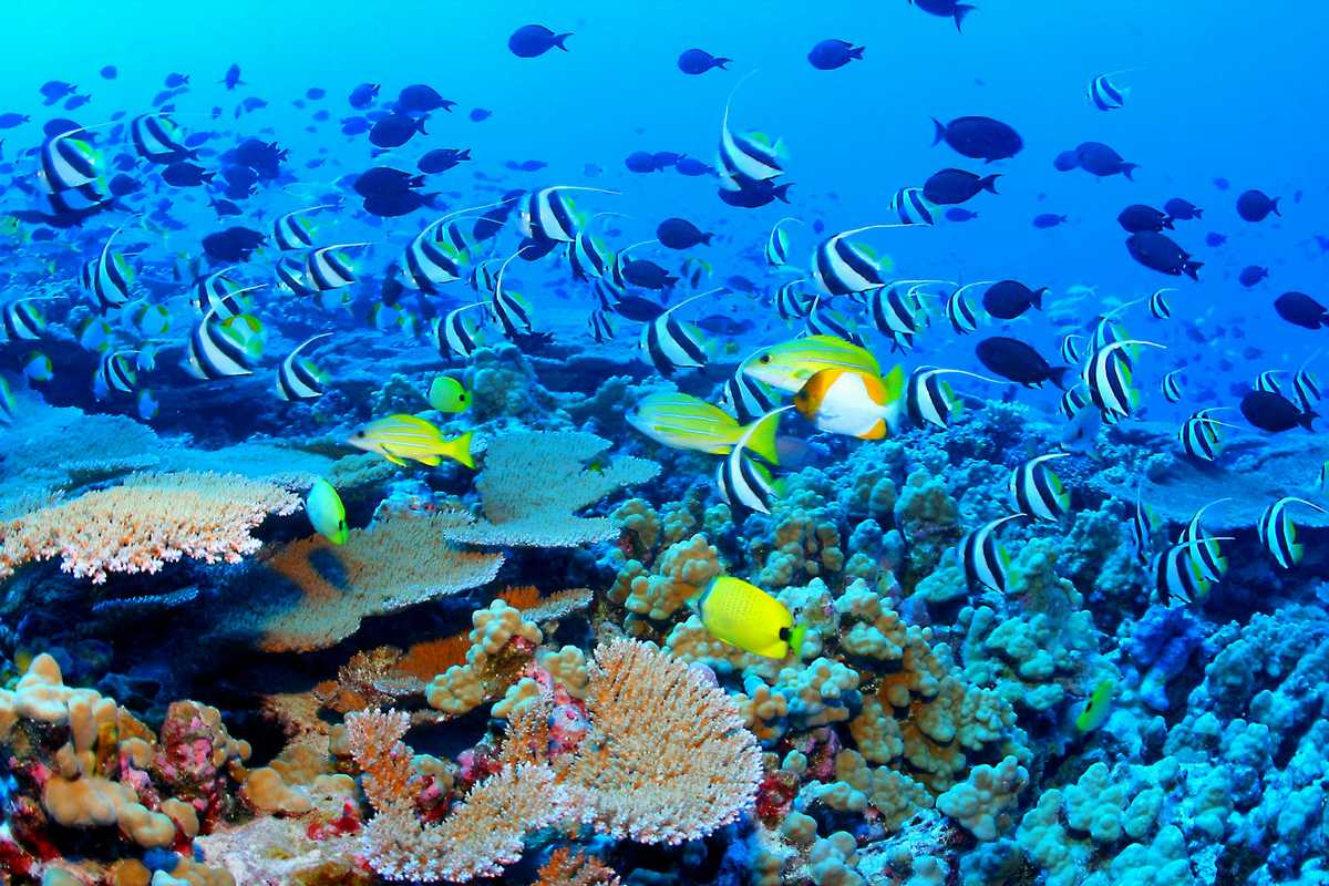 Great Barrier Reef, Australia | Tourist Destinations