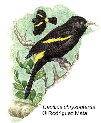 Boyero ala amarilla Cacicus chrysopterus