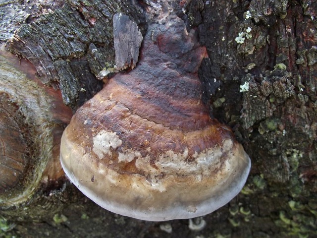 Fomitopsis pinicola