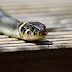 Tales at JAMB Office: Mystery snake swallows N36 million cash in JAMB office   --Clerk 