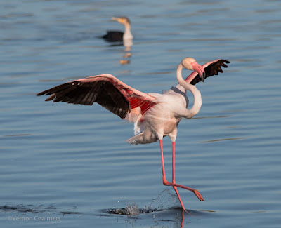 Flamingo landing: Milnerton Lagoon / Woodbridge Island, Cape Town